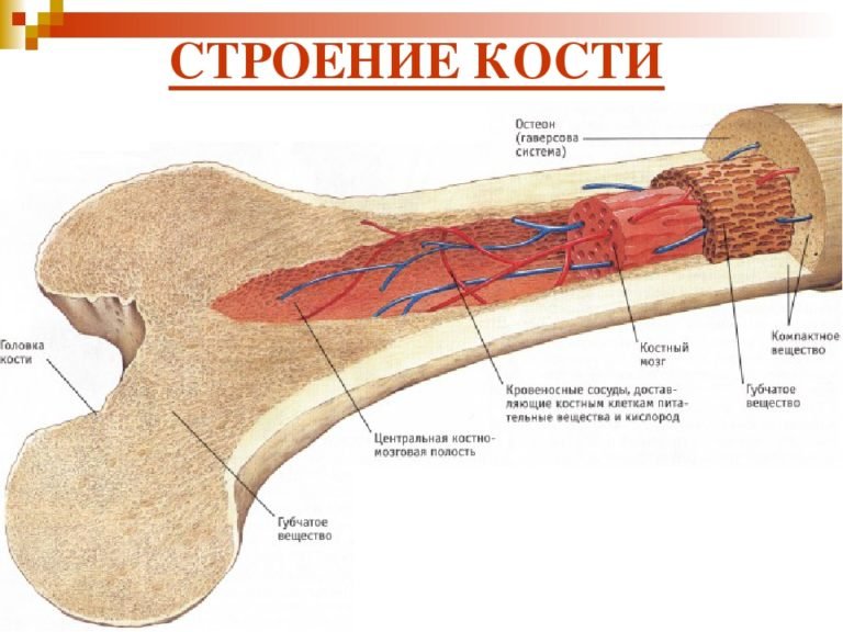 Анатомия костей человека: типы, форма, формирование костей человека