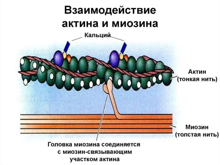 Схема саркомера миофибриллы мышечного волокна