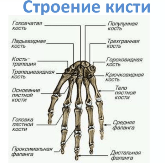 Кости запястья анатомия человека рисунок с подписями