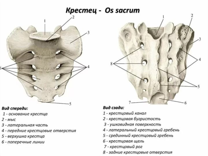 Копчик крестец на рисунке