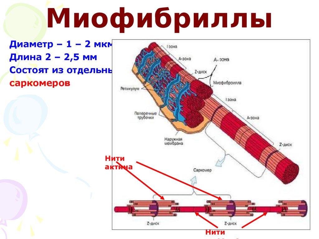 Миофибриллы состоят из. Строение мышцы миофибриллы. Строение мышечной ткани миофибриллы. Сократительные элементы миофибриллы. Структурная единица миофибриллы.