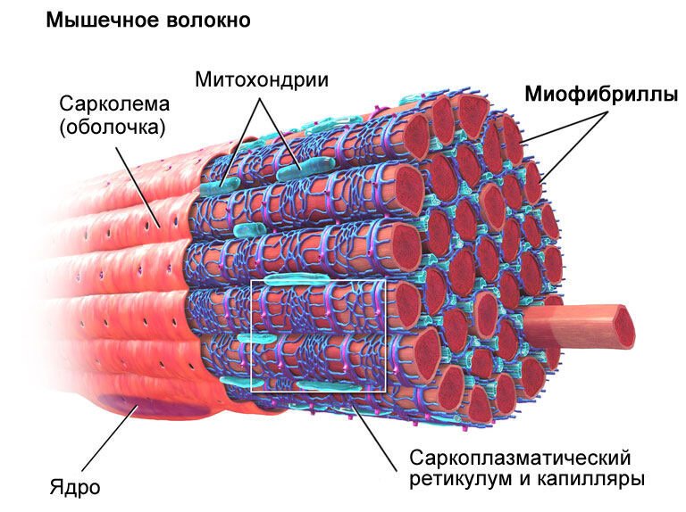 Мышечные волокна в кале фото