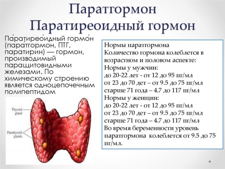 Паратиреоидный гормон (ПТГ) функции в организме
