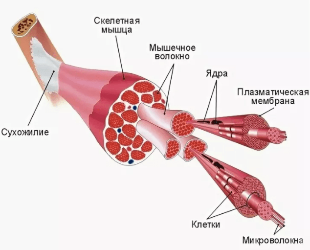 Скелетные мышцы человека фото