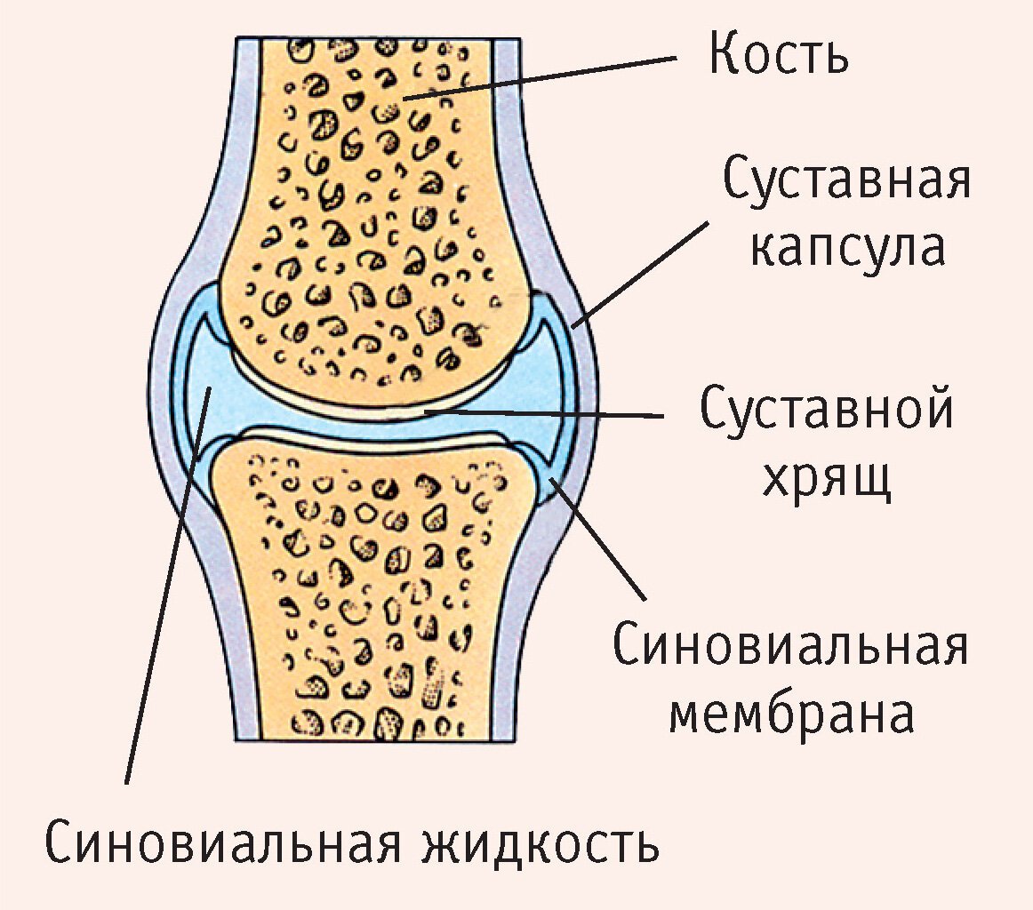 Какими цифрами на рисунке обозначены суставные поверхности и боковые отростки