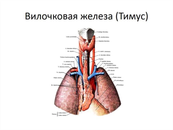 Вилочковая железа функции и анатомия