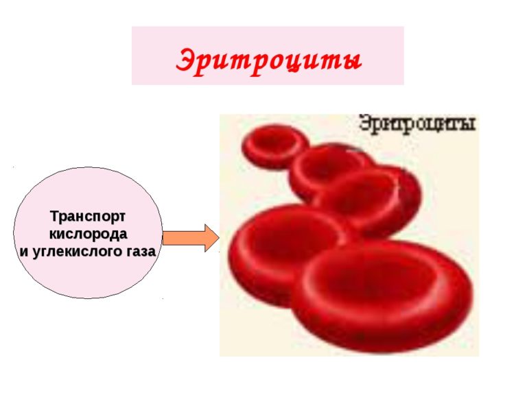 Посмотрите на изображение эритроцитов в разной среде в каком растворе находятся эритроциты на первом