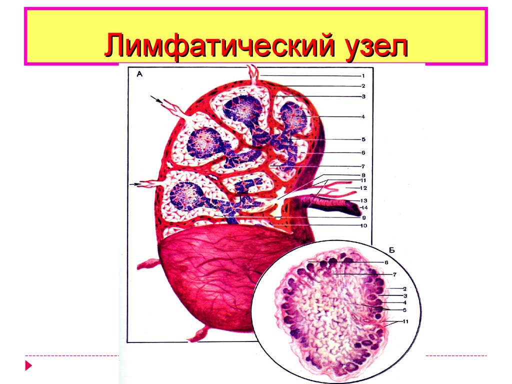 Органы иммунной системы схема