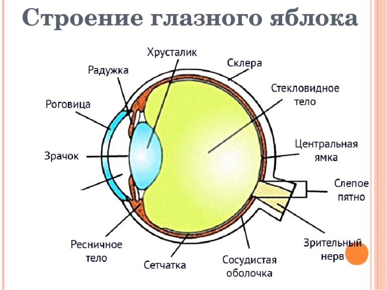 В какой части глазного яблока происходит фокусировка изображения у людей с нормальным зрением огэ