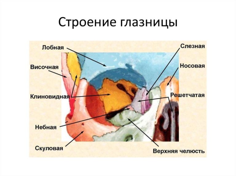 Схема глазного яблока человека