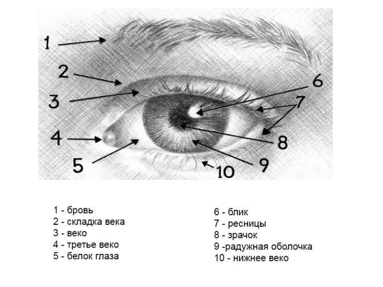 Схема глазного яблока человека