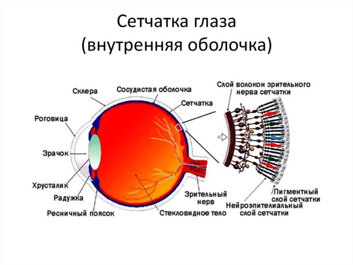 В какой части глазного яблока происходит фокусировка изображения у людей с нормальным зрением огэ