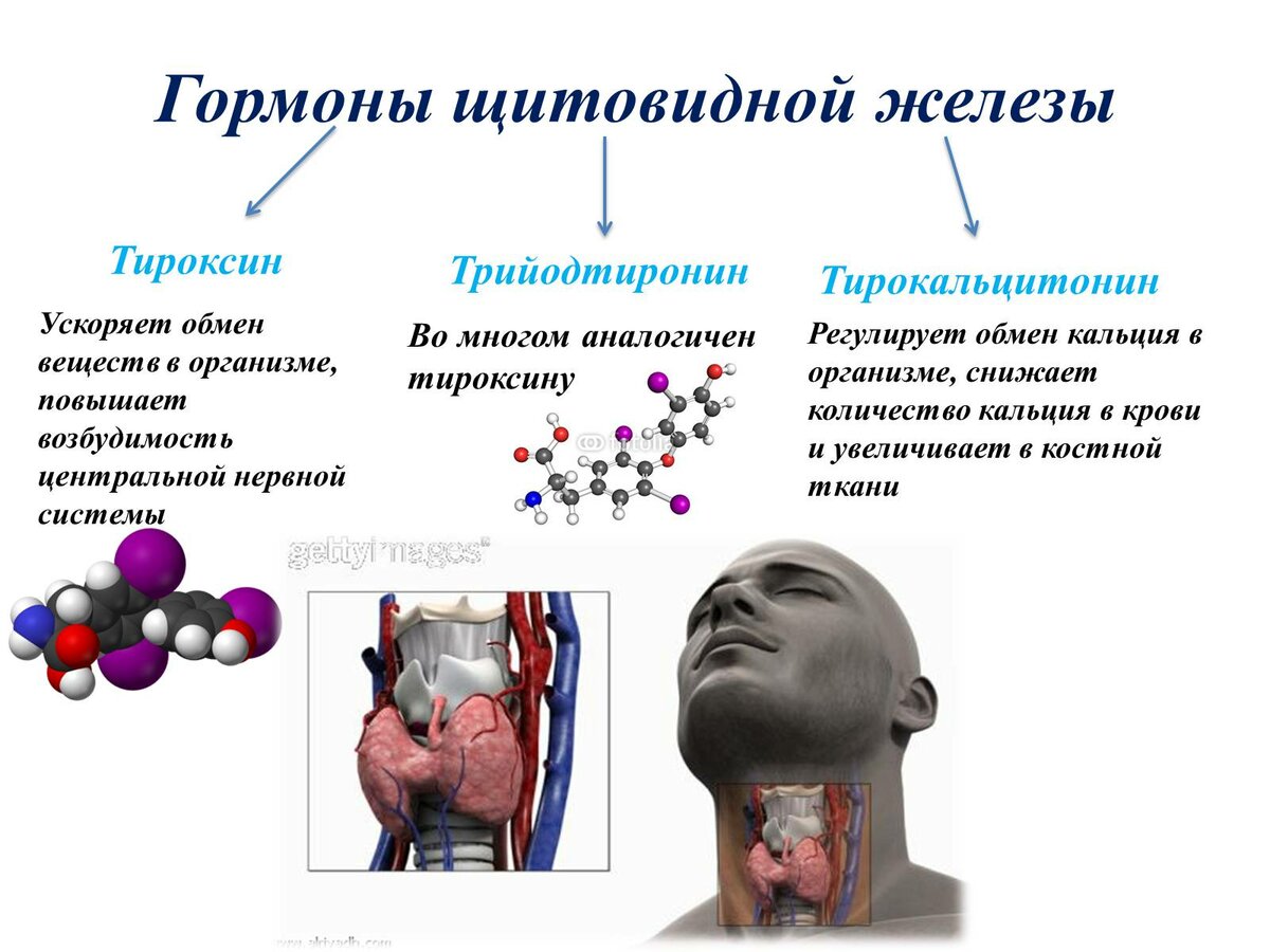 Схема гормоны щитовидной железы