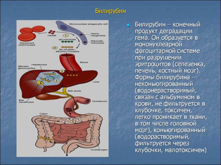 Схема распада билирубина в кишечнике